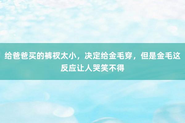 给爸爸买的裤衩太小，决定给金毛穿，但是金毛这反应让人哭笑不得